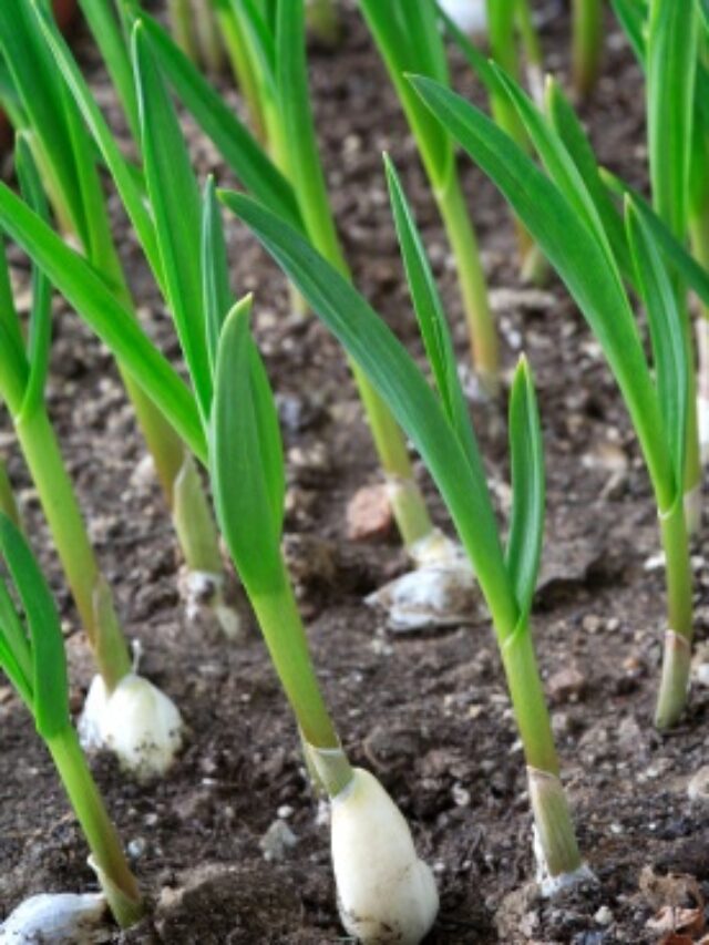 Golden-harvest-garlic-plant-pic